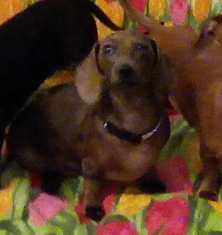 Esme a dilute dappled Dachshund