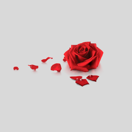 Red rose with petals